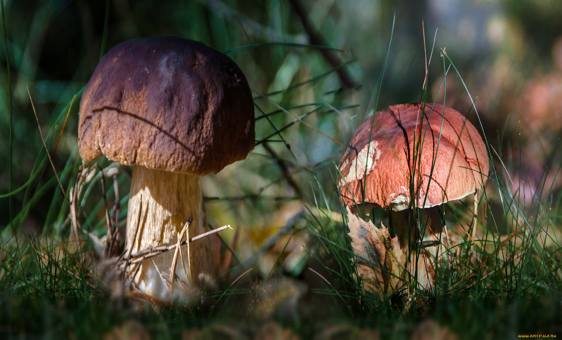 Каштановый гриб. Симметрия в природе гриб. Финляндия природа грибы. Грибок на обоях. Ох грибок ты мой грибочек анализ